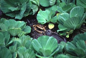 Caiman in the Weeds