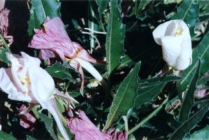 Fading Dwarf Evening Primrose Blooms
